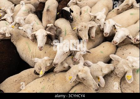 A flock of sheep is seen crossing downtown Madrid during the annual ...