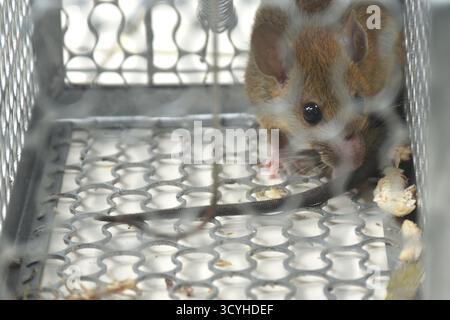 rat trapping and quarantine in iron cage at house Stock Photo