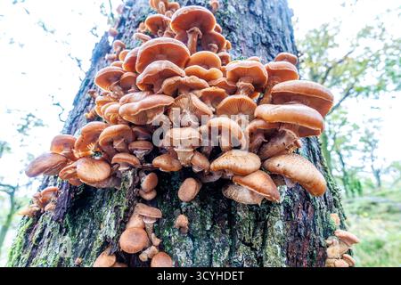 Fungus on tree near Lodore Falls, Lake District, UK Stock Photo