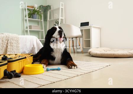 Cute Bernese mountain dog with open suitcase lying on floor in bedroom Stock Photo