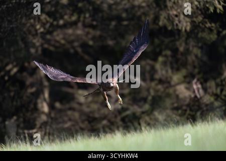 Golden eagle is landing on a meadow. Horizontally. Stock Photo