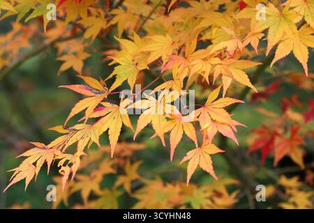 A close up of the Acer or Japanese Maple tree in Autumn. UK. Stock Photo