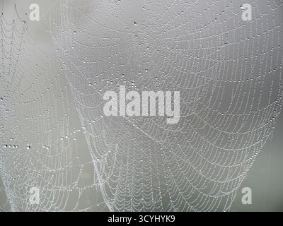Bejewelled spider web on a footbridge over the Thames at Sandford, on a foggy Autumn morning. You have to be early to get this sot of shot; when I walked back from the river 15 minutes later, it had all gone. Stock Photo