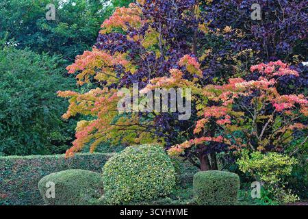 Colourful autumn foliage in contrast against a background of a purple leaved tree forming an abstract pattern and shapes Stock Photo
