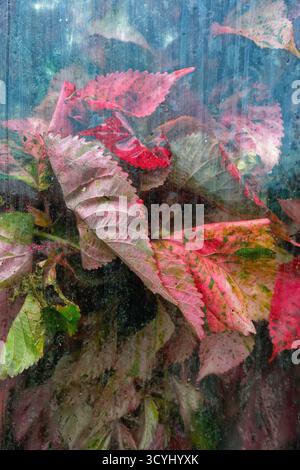 Close up of faded leaves growing against a glass window forming an abstract pattern Stock Photo