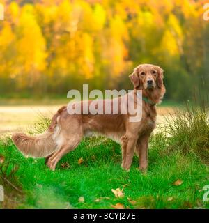 Golden Retriever dog in autumn forest woodland Stock Photo