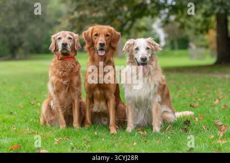 three Golden Retrievers sitting together in a row Stock Photo