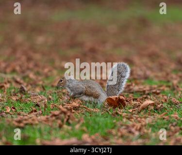 grey squirrel in autumn burying nuts and acorns Stock Photo