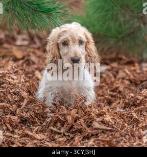 English Cocker Spaniel sitting in autumn leaves Stock Photo