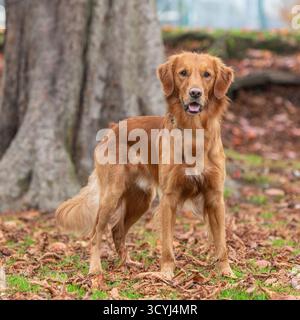 Golden Retriever standing in front of a tree in autumn Stock Photo