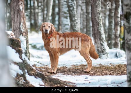 Golden Retriever standing in forest in snow in winter Stock Photo