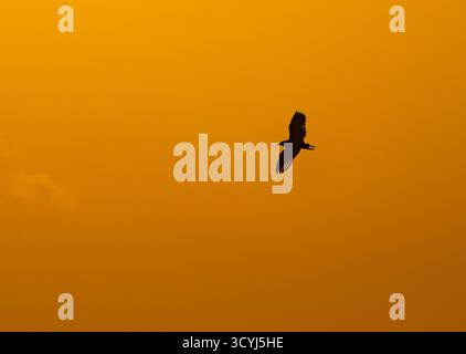 A Nankeen Night Heron (Nycticorax caledonicus) in flight under orange sky. Rote, Indonesia. Stock Photo