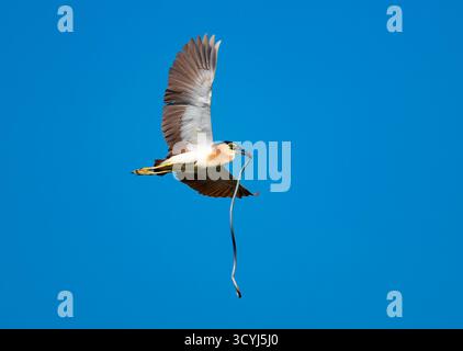 A Nankeen Night Heron (Nycticorax caledonicus) in flight with a catch of Spotted Garden Eel (Heteroconger hassi). Rote, Indonesia. Stock Photo