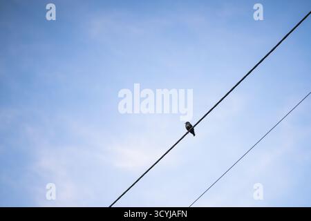 Small bird sits alone on a diagonal power line under blue sky, copy space Stock Photo