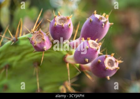 Bright pink prickly pear fruit grows from a green cactus pad. Stock Photo