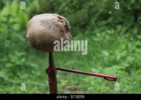 Dry coconut kept on the husk peeler machine on natural background Stock Photo