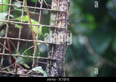 Rusty wires of iron from an abandoned cage. Grill made of iron in rusty condition on outdoors Stock Photo