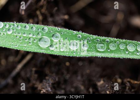 Small dew drops sparkle on the surface of a single green grass blade, illuminated by gentle morning light against a dark natural background. Stock Photo