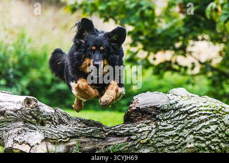 The Hovawart dog (Canis lupus familiaris) leaps energetically over a fallen tree trunk, its black and tan fur flying as it moves through a lush green Stock Photo