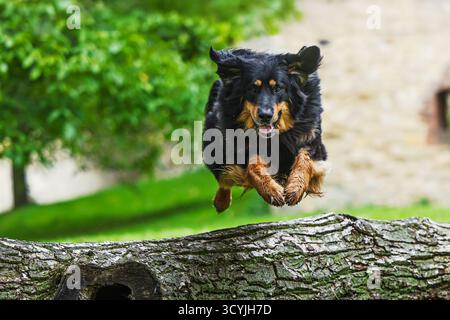 The Hovawart dog (Canis lupus familiaris) leaps powerfully over a fallen tree during outdoor training, its focused expression and flying fur capturing Stock Photo