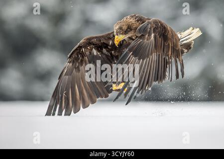 female White-tailed eagle (Haliaeetus albicilla) landing on the snowy plain Stock Photo
