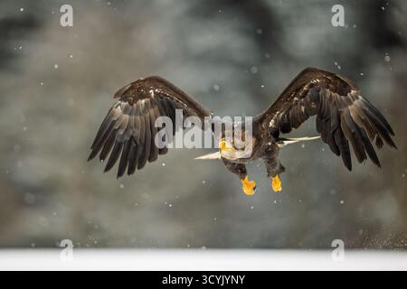 female White-tailed eagle (Haliaeetus albicilla) detail of flight in snowfall Stock Photo