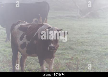 Dairy Cow in Dense Fog: Straight Portrait of Livestock Looking into the Camera  Opis (Description) Stock Photo
