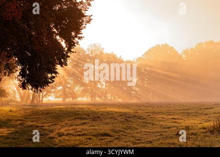 Golden Morning: Sun Rays Piercing Through Mist Over a Forest Clearing Stock Photo