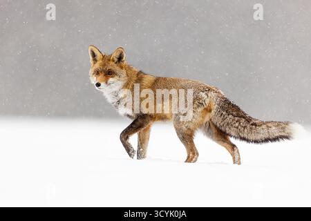 red fox (Vulpes vulpes) in the snowy countryside Stock Photo
