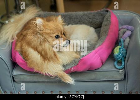 Fluffy pomeranian dog relaxing in a pink bed on a small gray armchair Stock Photo