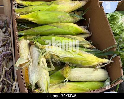 Pile of yellow corn with green husks arranged in carton. Fresh agricultural product illustrating harvest and organic food trade. Stock Photo