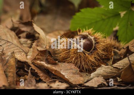 Close-up of freshly fallen chestnuts inside its spiky burr lying among dry autumn leaves on the forest floor Stock Photo