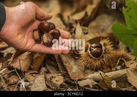Child picking freshly fallen chestnuts inside its spiky burr lying among dry autumn leaves on the forest floor Stock Photo