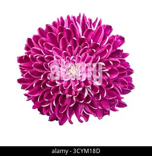 Purple Chrysanthemum Isolated on White Background with clipping path. Floral design element for cards, invitations, posters. Stock Photo