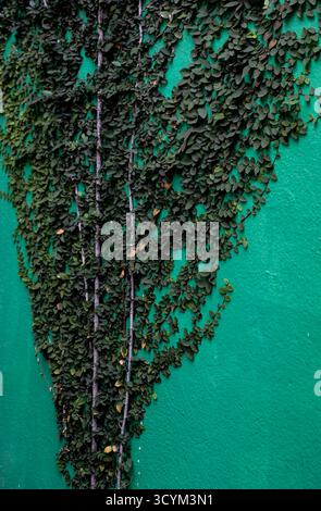 Green ivy growing on a vibrant green painted wall, displaying natural patterns and contrasting textures. Stock Photo