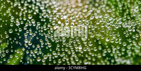 Close-up macro view of water droplets on a spider web glistening in natural light with a soft green blurred background Stock Photo