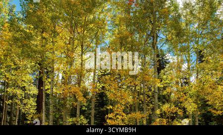Quaking aspen (Populus tremuloides) in golden autumn foliage, Apache–Sitgreaves National Forest, White Mountains, Arizona, USA. Stock Photo