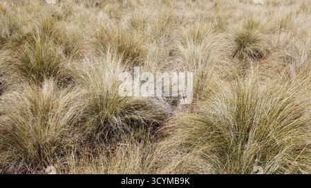 Bunch grass in winter, Northeastern Arizona, USA Stock Photo