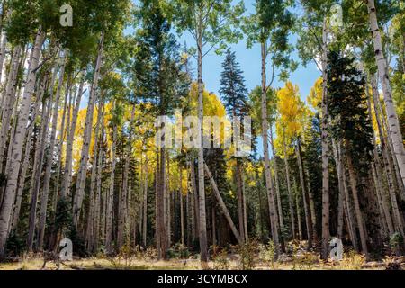 Quaking aspen (Populus tremuloides) in golden autumn foliage, Apache–Sitgreaves National Forest, White Mountains, Arizona, USA. Stock Photo