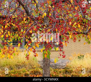 A crabapple tree filled with abundant red berries and colorful leaves during the Fall or Autumn Season. Close up view. Stock Photo