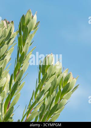 Leucadendron shrub thriving in full sun with a clear blue sky background showing vibrant green foliage in natural light Stock Photo