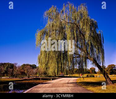 This beautiful tree provides shade over a pathway in a park, with a pond and other trees in the background Stock Photo