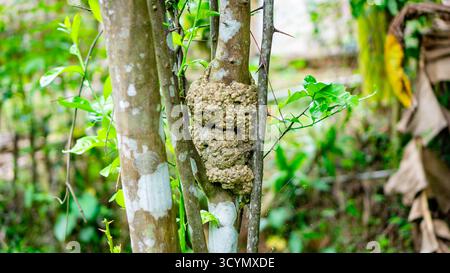 Severe Woody Gall or Stem Burl on Citrus Tree Trunk Stock Photo