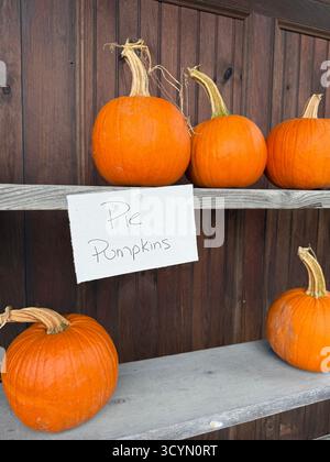 A group of several bright orange pumpkins sit on wooden shelves by a rustic wood building.  There is a sign with the words 'pie pumpkins'. Stock Photo