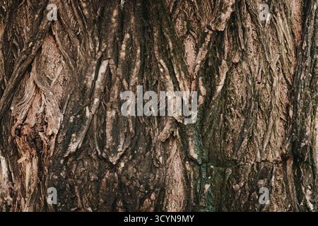Detailed Close-up of Rough Natural Tree Bark Texture Stock Photo