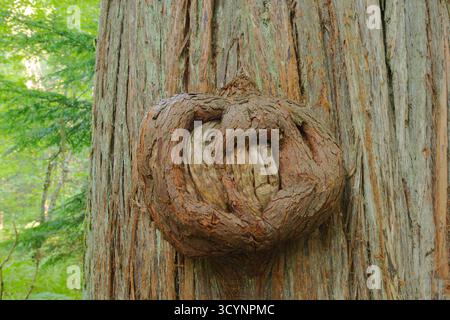 Ancient Tree Trunk With Large Twisted Burl and Rugged Bark in Forest pretzel shaped. Close-up with a prominent burl and rugged bark textures. The nat Stock Photo