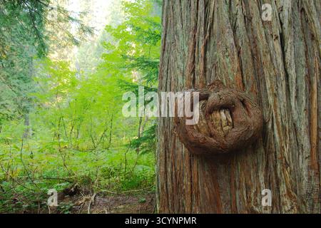 Ancient Tree Trunk With Large Twisted Burl and Rugged Bark in Forest pretzel shaped. Close-up with a prominent burl and rugged bark textures. The nat Stock Photo