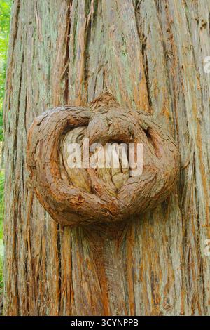 Ancient Tree Trunk With Large Twisted Burl and Rugged Bark in Forest pretzel shaped. Close-up with a prominent burl and rugged bark textures. The nat Stock Photo