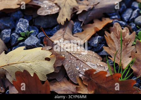 Autumnal oak leaves (Quercus) on a soil of gravel and small plants, covered with drops of water, dew, rainy weather, autumn mood, close-up, Porta West Stock Photo