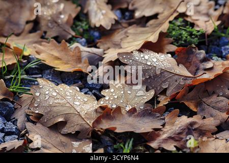 Autumnal oak leaves (Quercus) on a soil of gravel and small plants, covered with drops of water, dew, rainy weather, autumn mood, close-up, Porta West Stock Photo